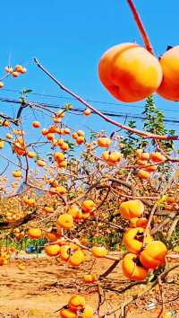 恭城紅岩村｜被滿屏的橘色柿子包圍啦。