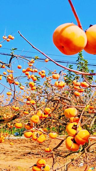 Gongcheng Hongyan Village | Surrounded by orange persimmons. 