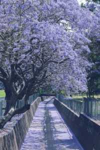 Enjoying the Jacarandas in Sydney All by Yourself