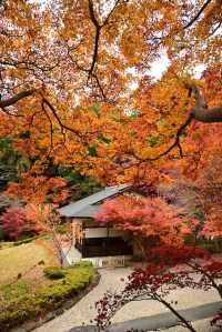 Nagoya's Higashiyama Zoo Offers Stunning Autumn Foliage