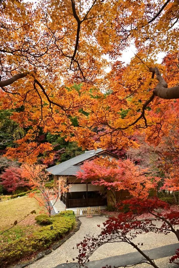 Nagoya's Higashiyama Zoo Offers Stunning Autumn Foliage