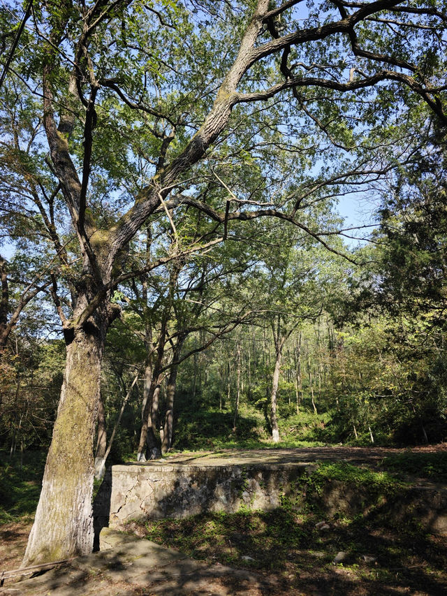 南京老山森林公園 | 親子秋遊寶藏地 。