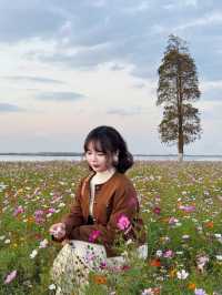 11.23直播｜淀山湖花海落日，出發前必看攻略。
