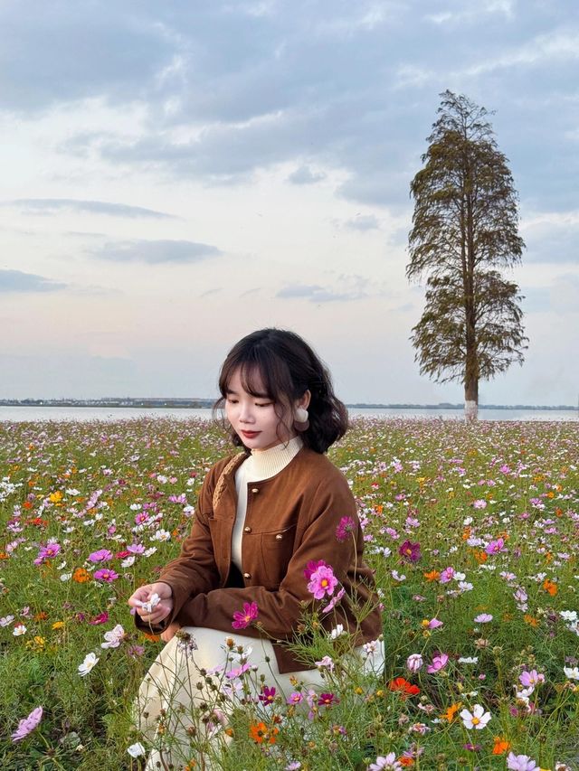 11.23直播｜淀山湖花海落日，出發前必看攻略。