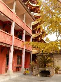 重慶銀杏滿園的寶藏寺廟——寶輪寺。