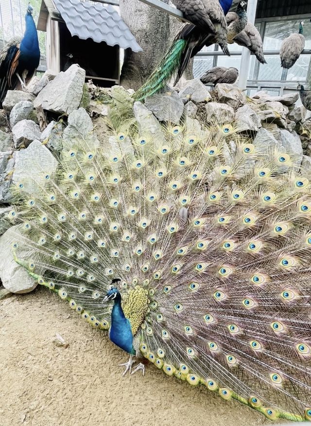 擁有動物園的4A景區——水繪園！