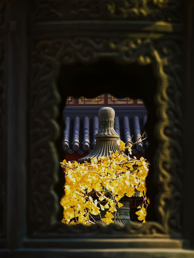 上海青浦｜誰還沒看過銀杏季的報國寺
