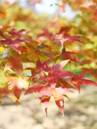 清遠田野綠世界，紅楓葉美得封神啊