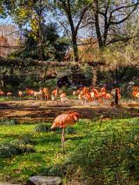 去動物園散步才是正經事！