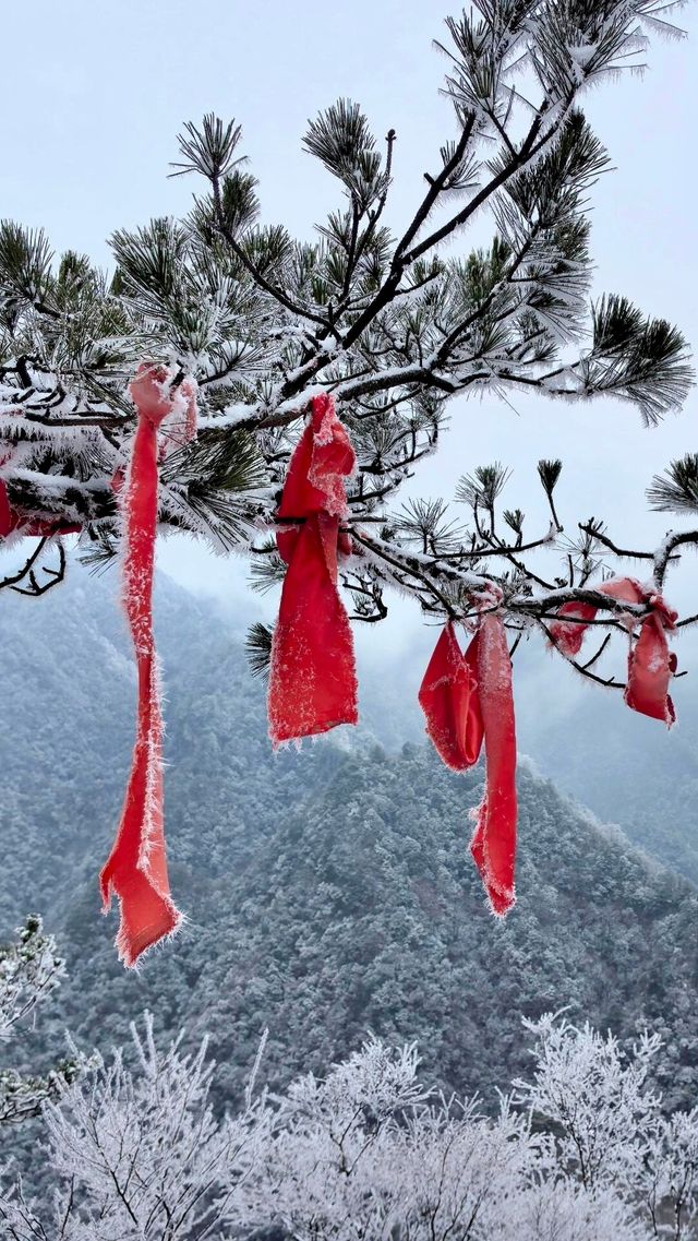 賞雪光霧山，邂逅夢幻冬景