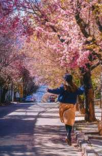 大理冬櫻正當時，都給我去這條路拍！