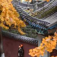 地鐵直達｜滿園金色，寶輪寺的銀杏黃了❗️||屬於重慶的冬日氛圍感已經拉滿