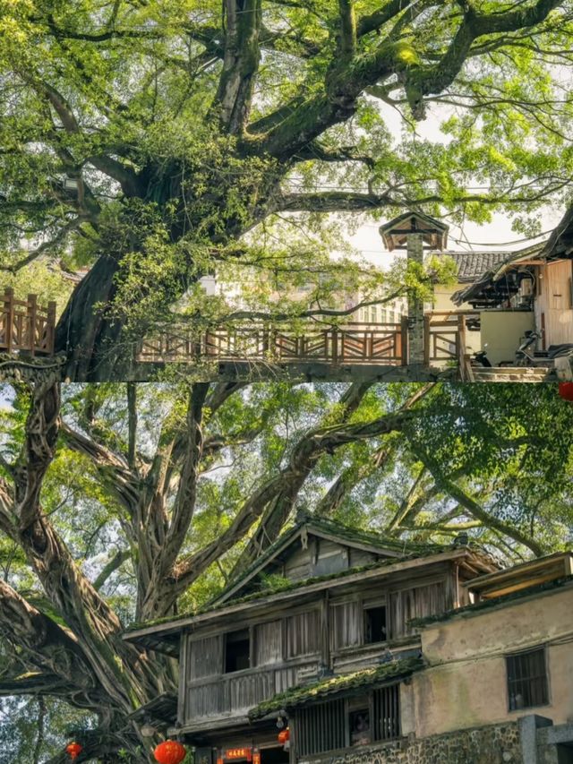 探秘福建土樓，邂逅千年古韻