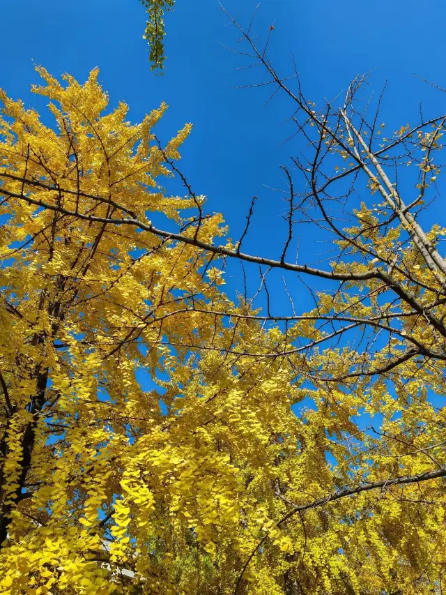 Winter in Ya'an: 2-Day Itinerary