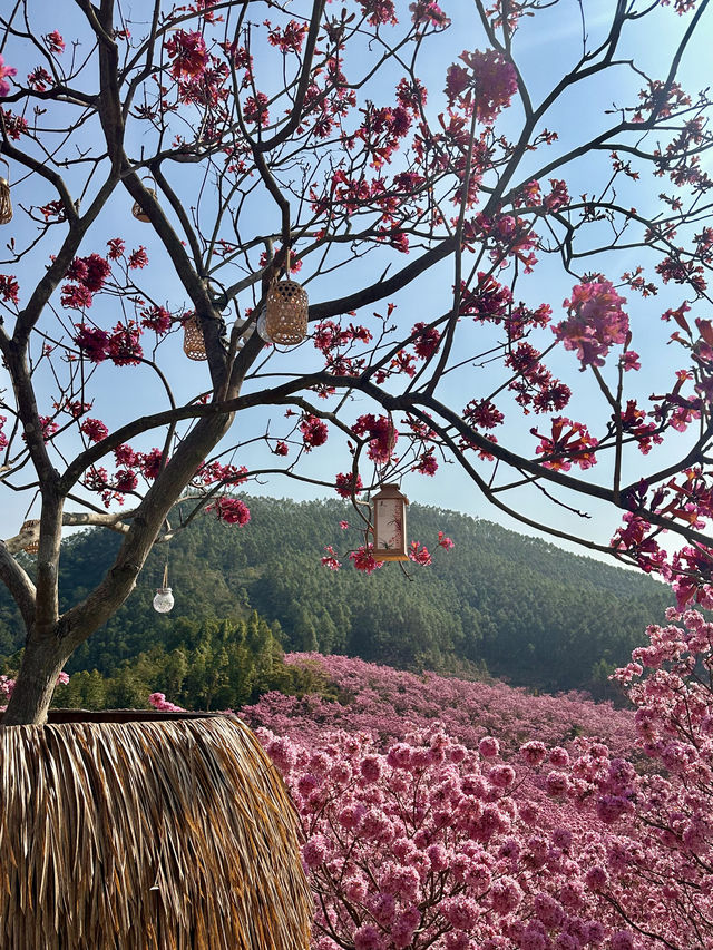 江門綠美生態園🌸 漫山遍野的紫風鈴花海，快來衝！