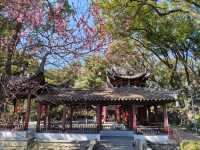 寧波中山公園遇上早春紅梅！