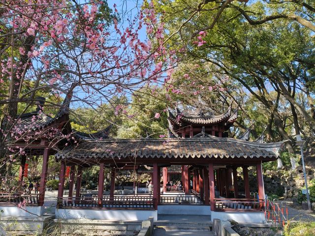 寧波中山公園遇上早春紅梅！