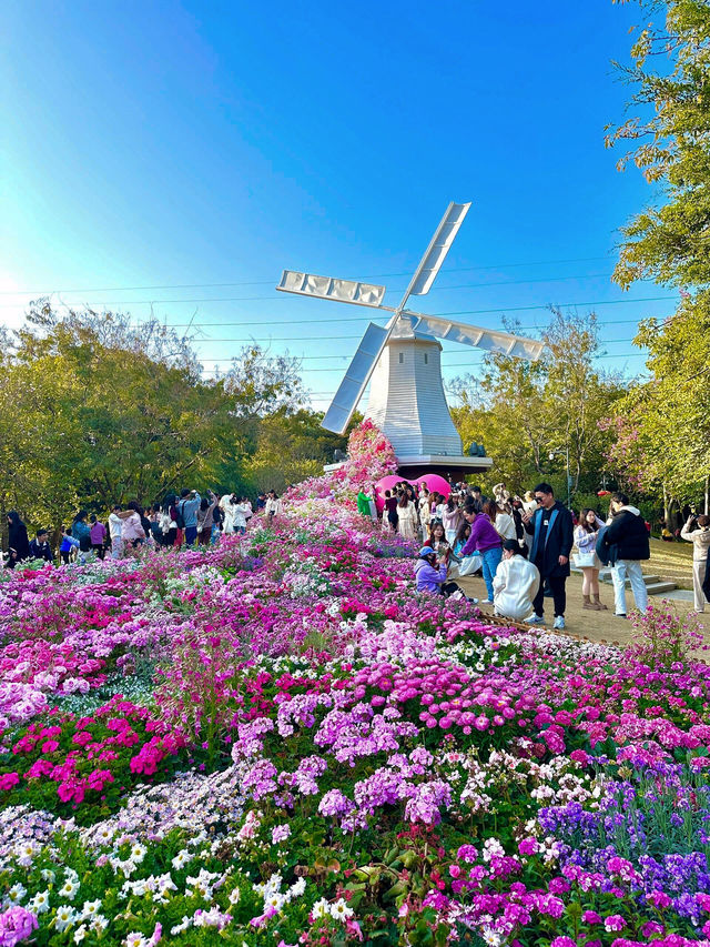 🌷 深圳的異國風情之地 - 荷蘭花卉小鎮 🌷