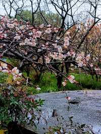 在真如公園遇見「梅」好—踏雨尋梅