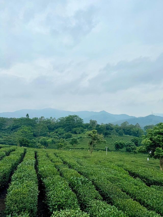 廬山春天嘅模樣