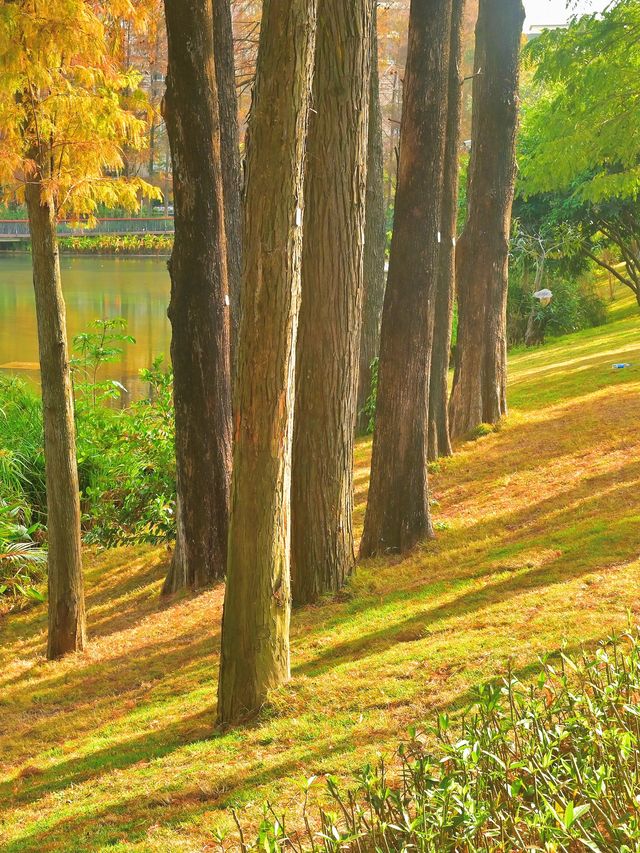 四海公園：飲咖啡、逛公園、曬太陽……