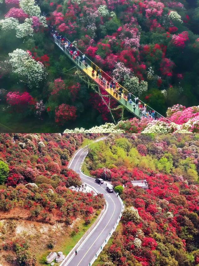 確定不來瞧一瞧杜鵑花的美嗎？