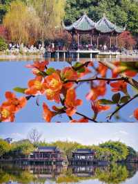 2.25實拍！成都棠湖公園海棠花絕美！