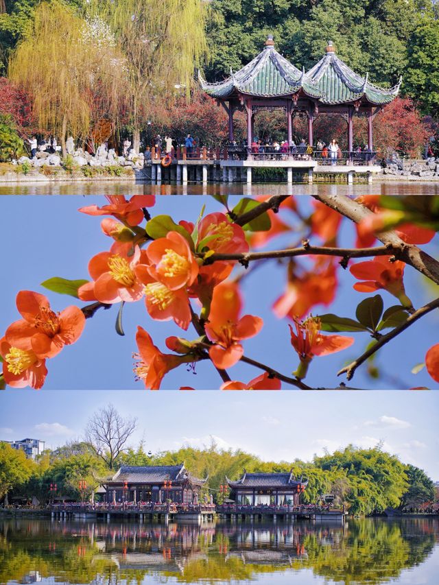 2.25實拍！成都棠湖公園海棠花絕美！