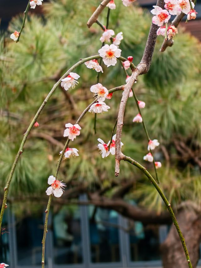 靜安雕塑公園探梅記