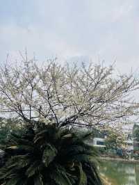 長沙 | 湖南省植物園賞花指南