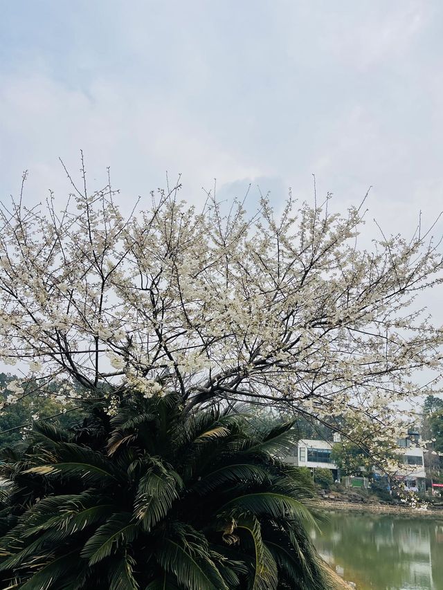 長沙 | 湖南省植物園賞花指南