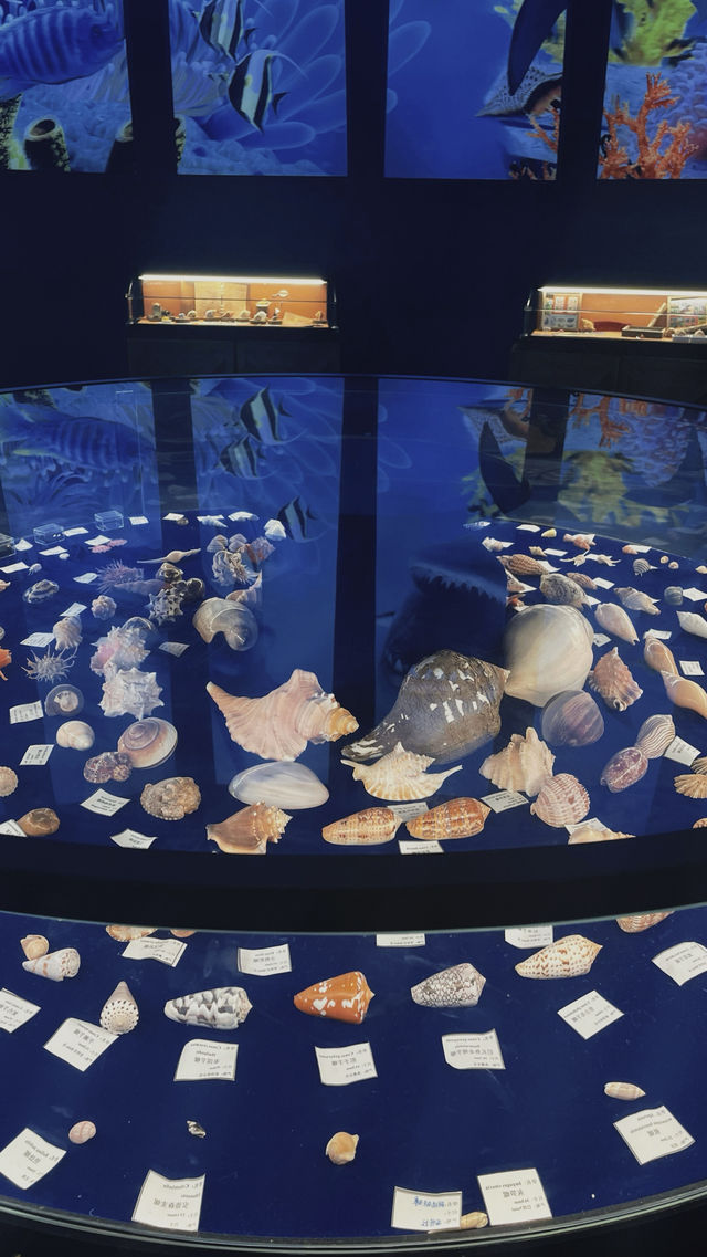 上海海昌公園：一場夢幻般的海洋探險之旅！