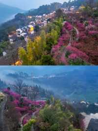 篁嶺梅花盛開（2月27號實拍）