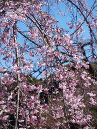 東京櫻花｜小石川後樂園的古老垂枝櫻