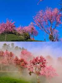 不小心掉進了無量山的花海裡面！