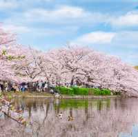 🌸春日必看！上野公園櫻花滿開攻略