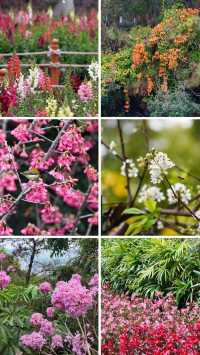 仙岳公園踏青攻略！週末帶上小夥伴一起賞花