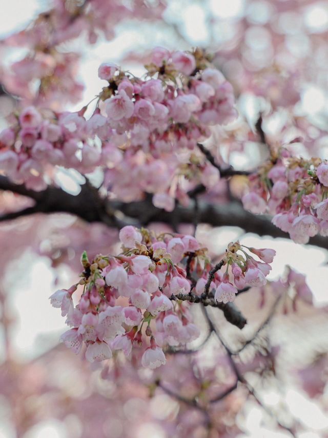 台北松智公園櫻花攻略🌸📸 