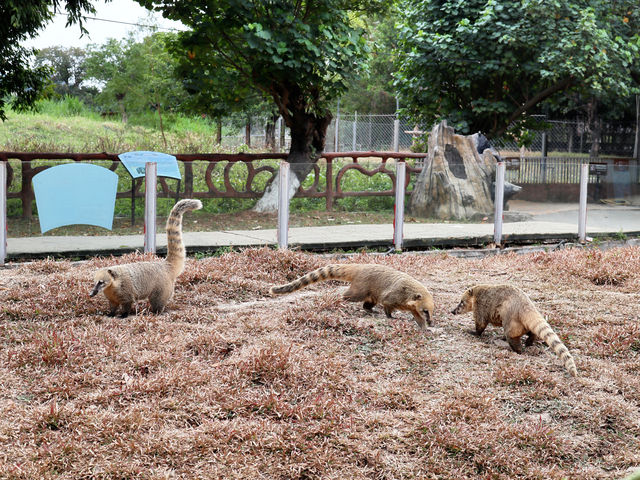 東莞親子遊｜寮步香市動物園遊玩攻略