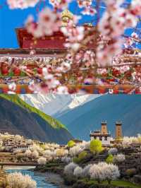 3月的金川，真的是人間理想。