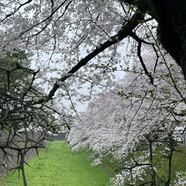 🌸直擊名古屋城櫻花，美到失語！