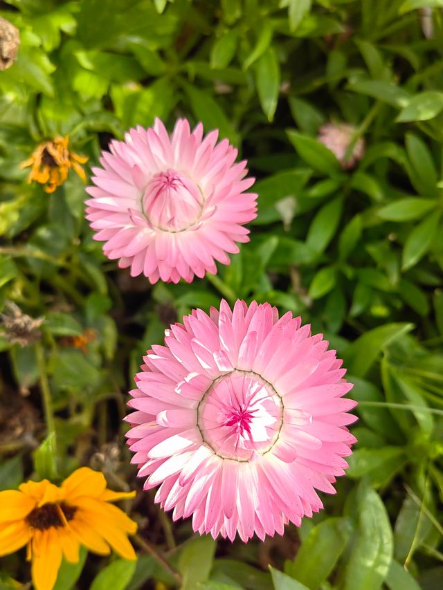 深圳仙湖植物園踏青