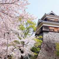 🌸 不做櫻花難民！日本小眾賞櫻攻略來襲