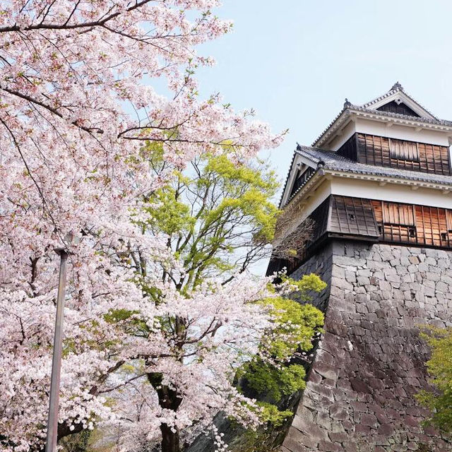 🌸 不做櫻花難民！日本小眾賞櫻攻略來襲