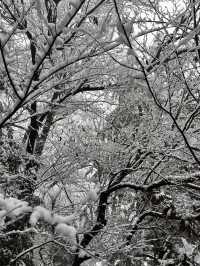 在金華邂逅了超美的雪景