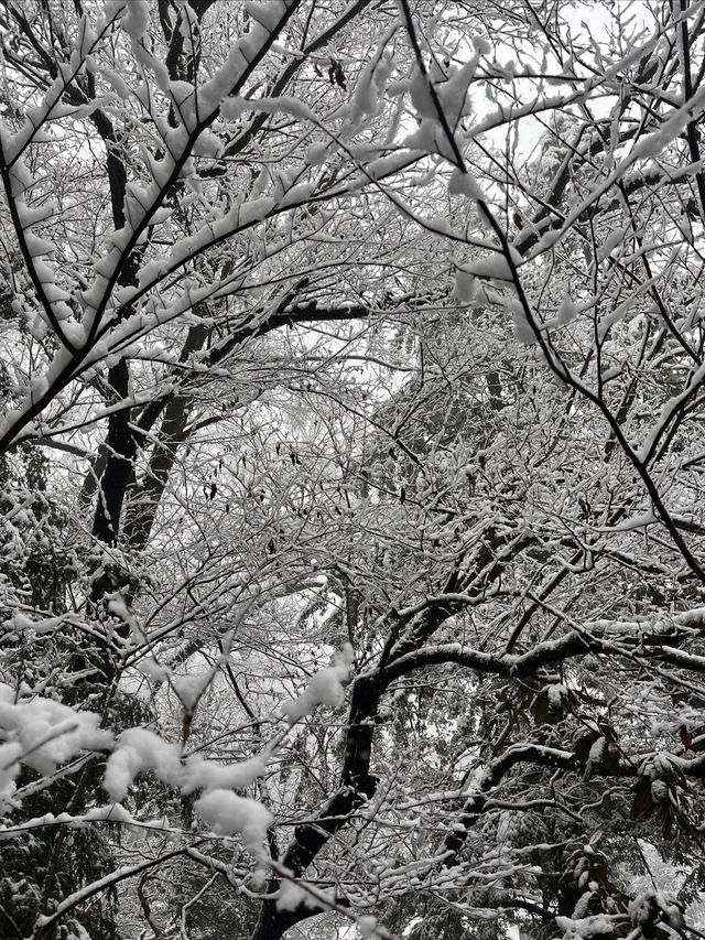 在金華邂逅了超美的雪景