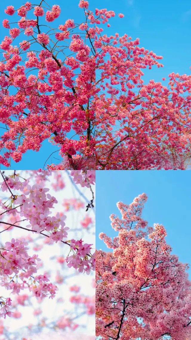 Cherry Blossom Festival Don't miss out; you'll have to wait until next year!