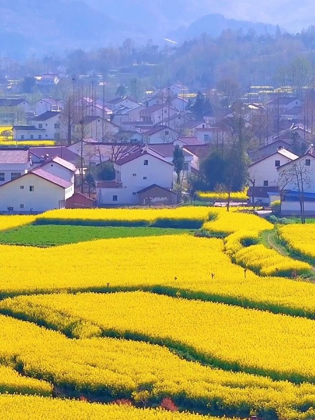 三月漢中油菜花封神！闖入了金色童話世界