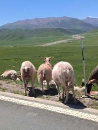 3天暢遊西寧等地 美景熱門一網打盡