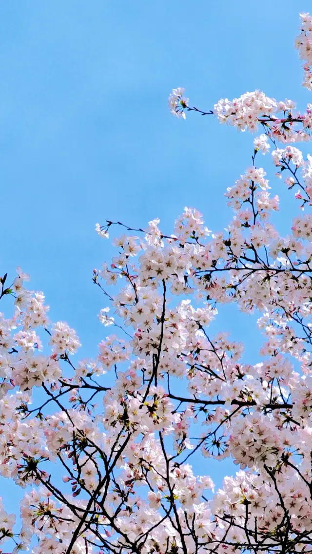 看櫻花怎能不去青龍寺啊